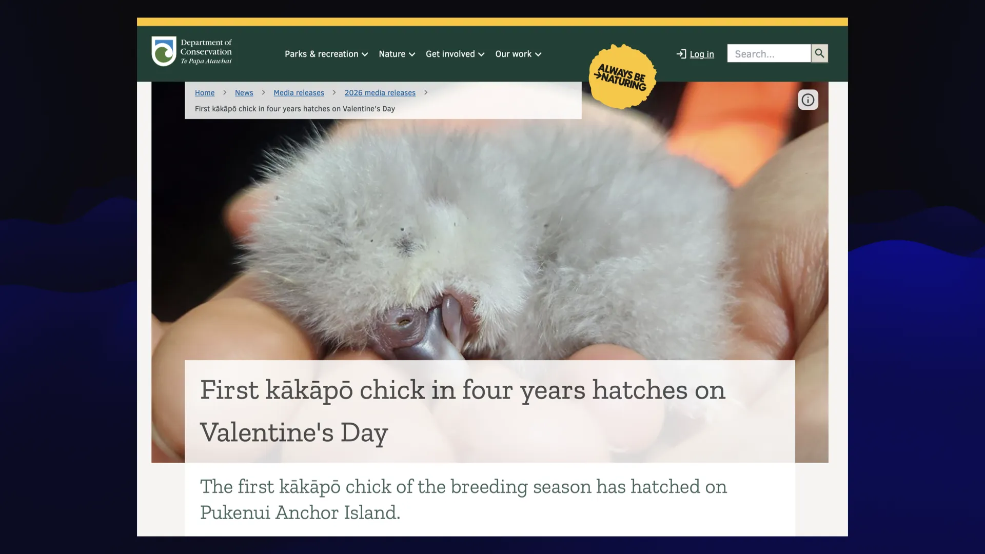 Headline on New Zealand's Department of Conservation website: First kakapo chick in four years hatches on Valentine's Day. It's a grey fluffy ball.
