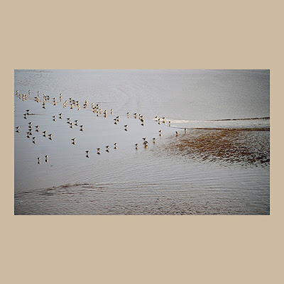 Uma fotografia aérea ou de ângulo elevado mostrando um grupo de pássaros pequenos em uma área rasa de água ou areia molhada.