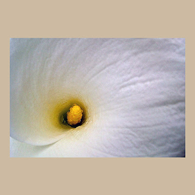 Close-up macro do interior de uma flor Copo-de-leite (Zantedeschia aethiopica) destacando o espádice amarelo.