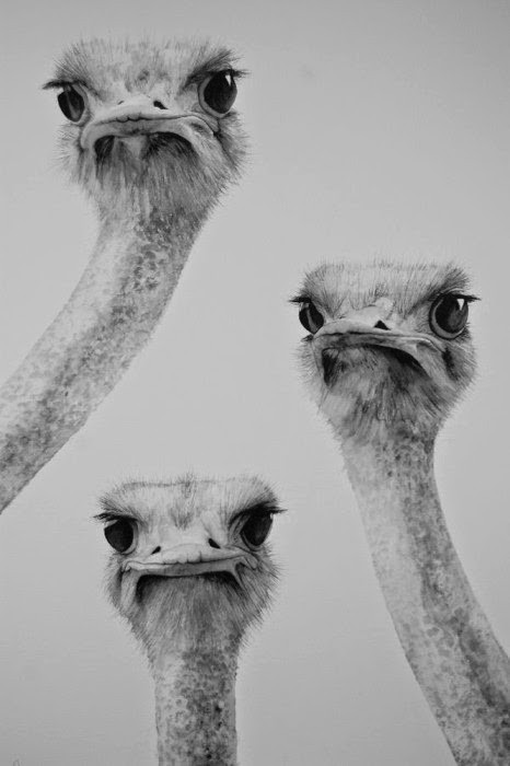 ostriches.jpg