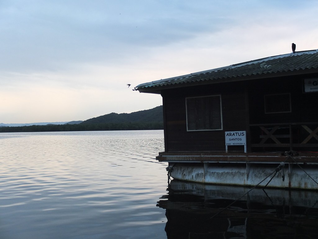 urubu-na-casa-flutuante