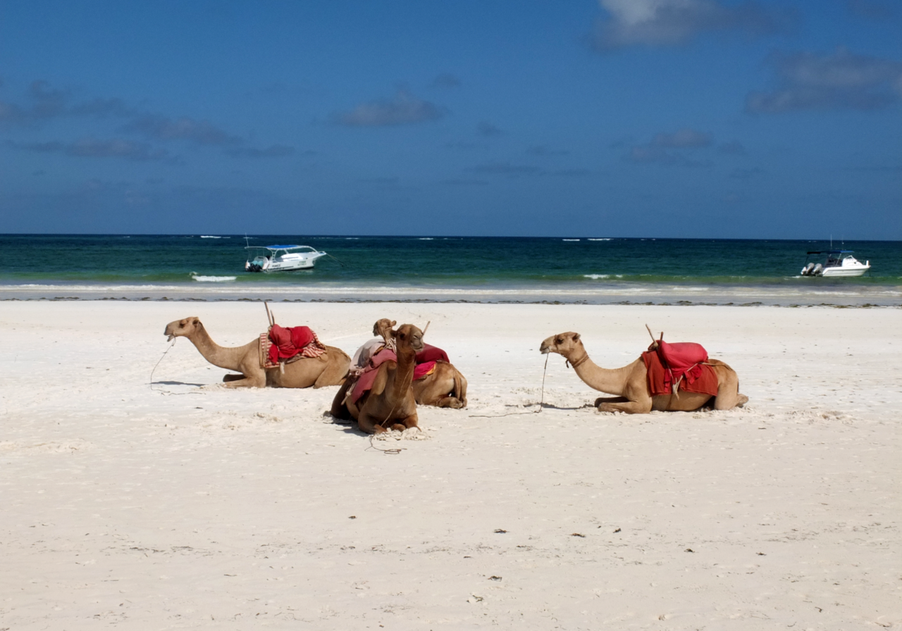 mar-maio-diani-beach.png