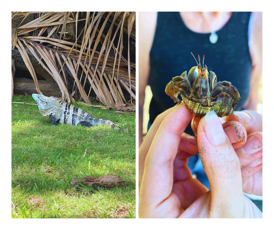 Design sem nome (1).png