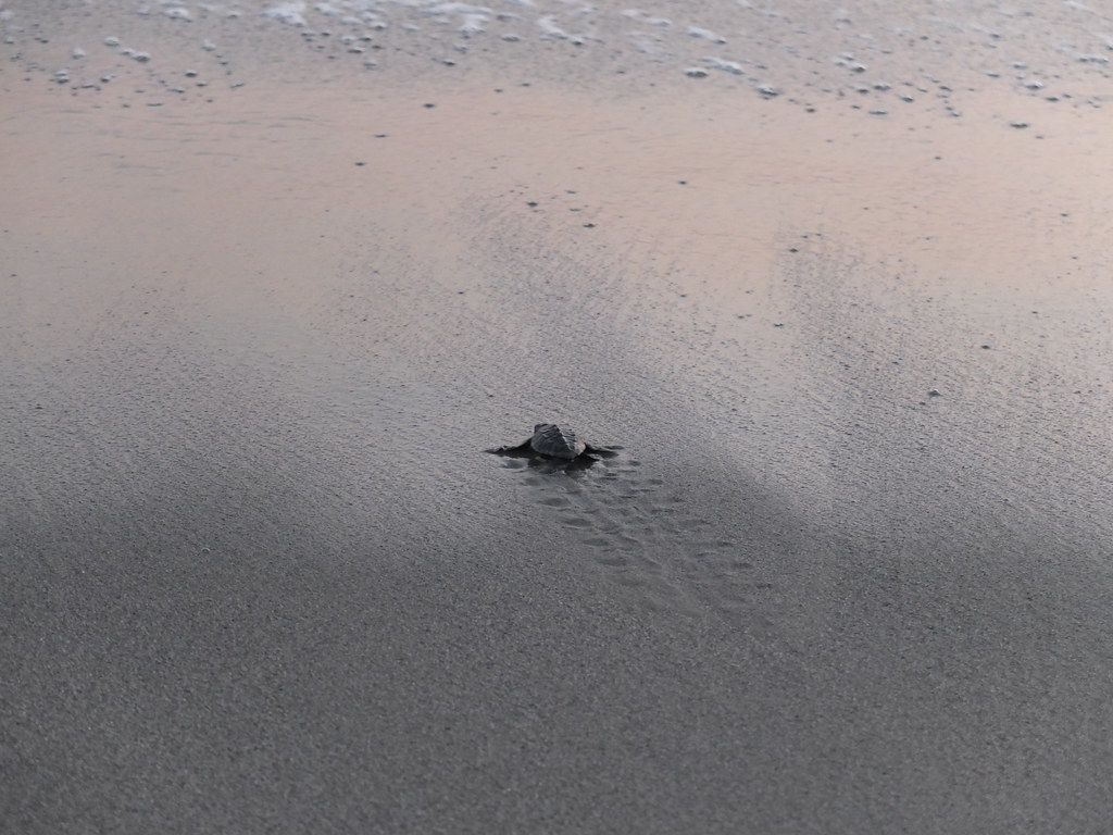 Caretta caretta 3