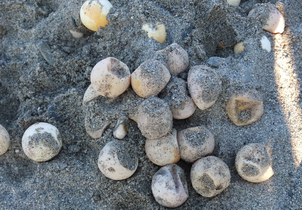Ovos de Caretta caretta