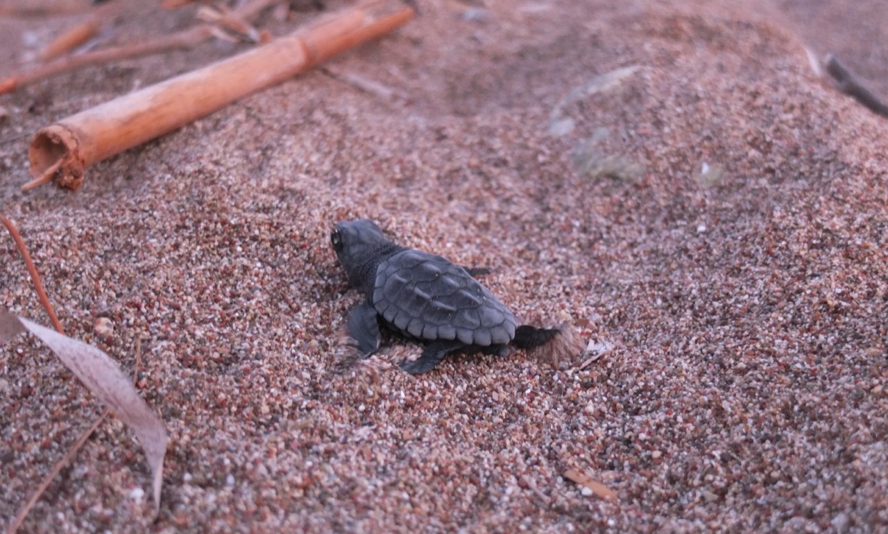 caretta-caretta.JPG