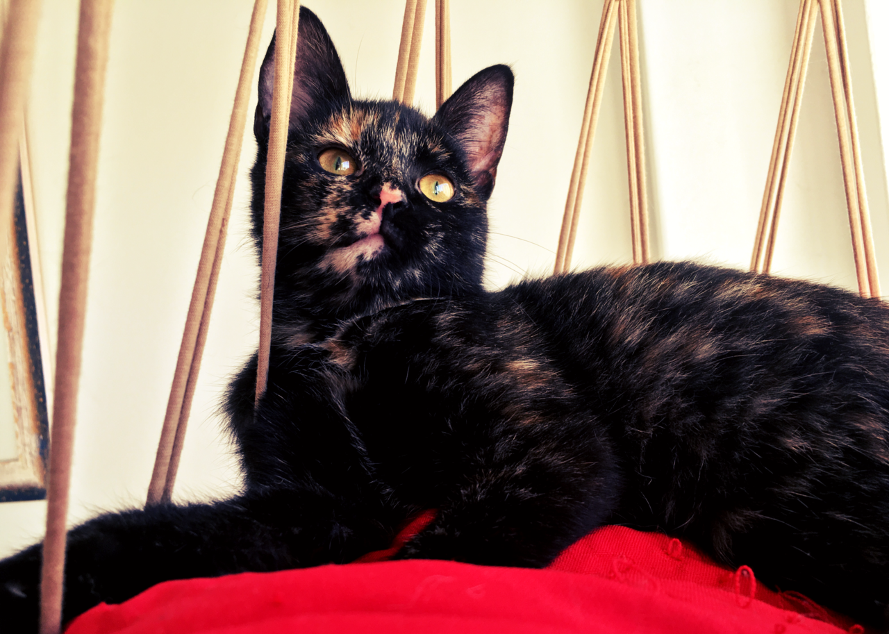 mar-maio-gatos.png mar-maio-gatos.png