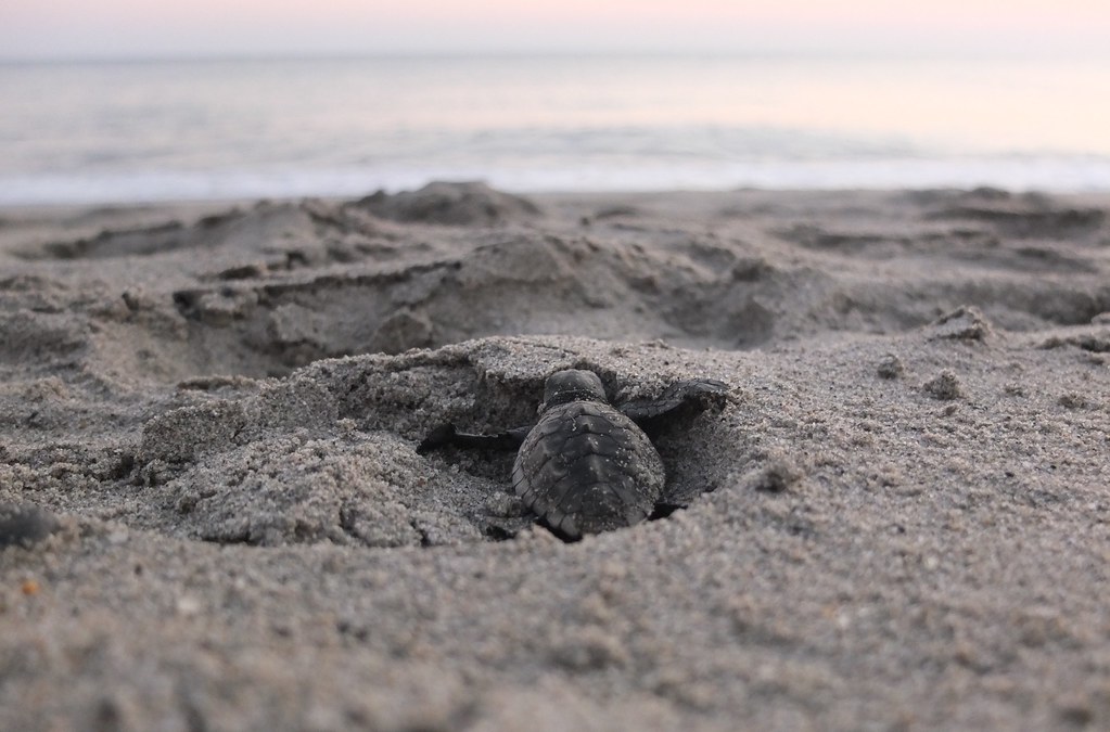 Voluntariado-archelon