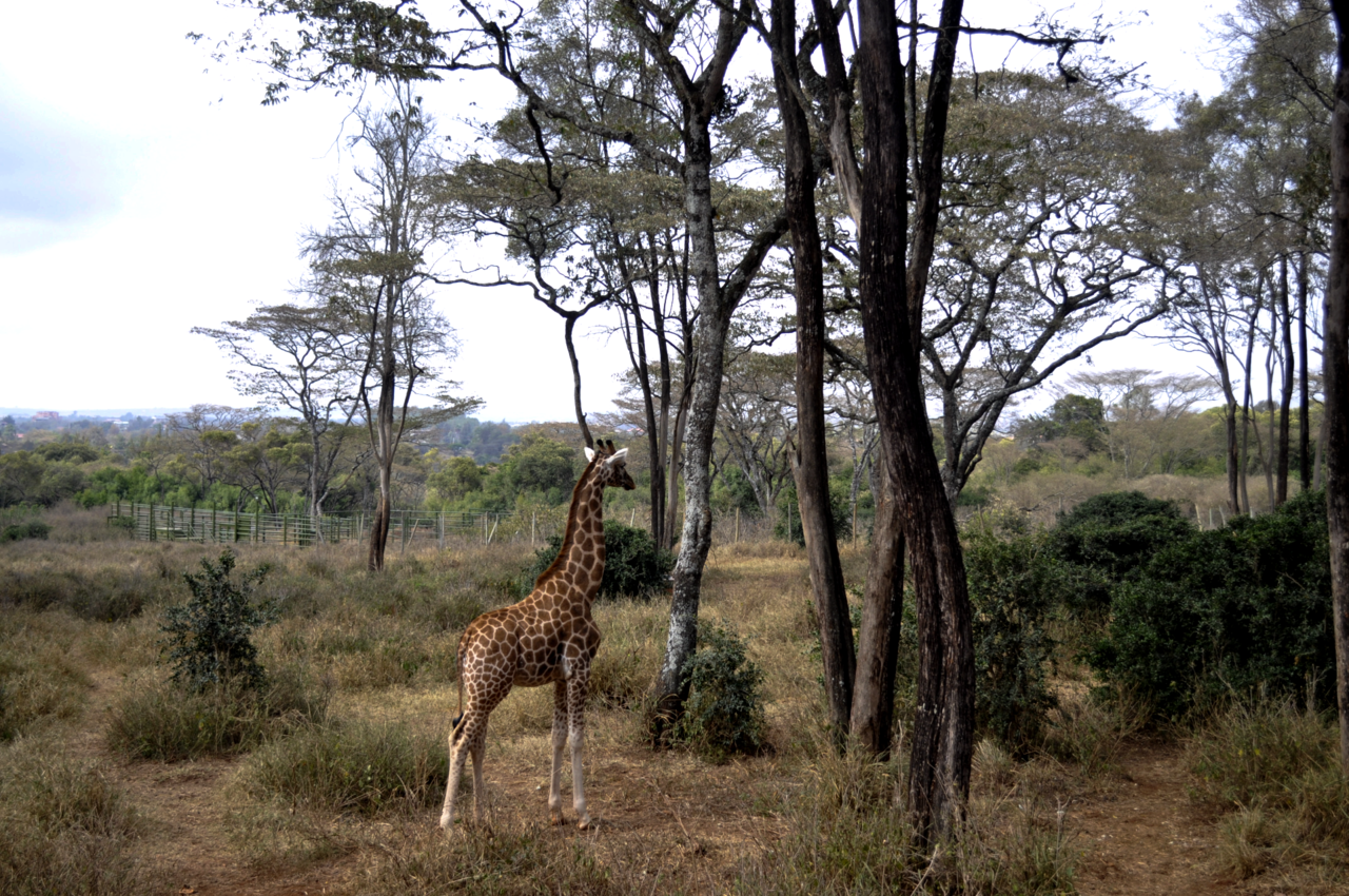 mar-maio-giraffe-center-quenia.png