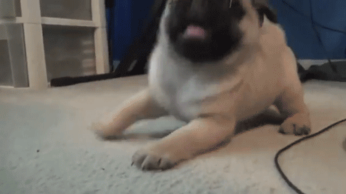Resultado de imagem para happy pug puppy gif