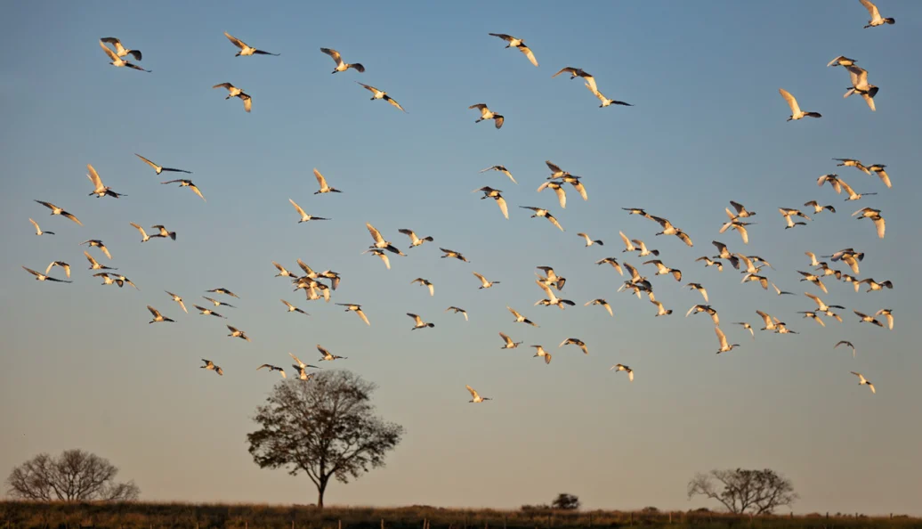Bando de aves brancas voando sobre uma paisagem de campo ao entardecer com árvores ao fundo.