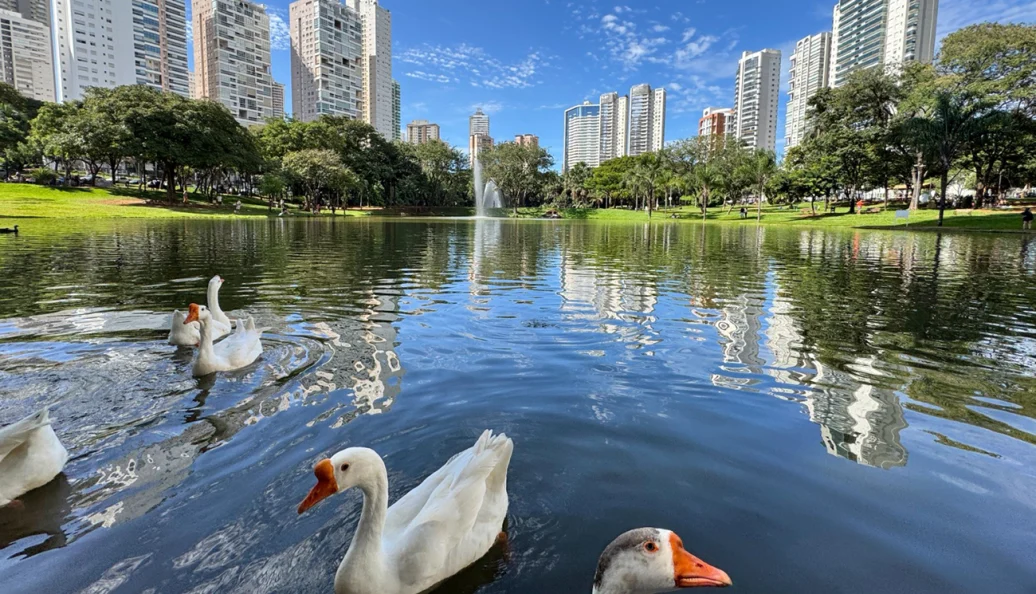 Gansos nadando em um lago de parque urbano com prédios ao fundo e um chafariz.