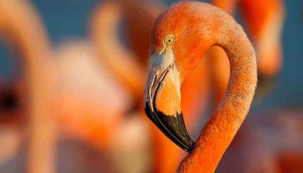 Close-up do perfil da cabeça e pescoço de um flamingo cor-de-rosa com outros flamingos desfocados ao fundo.