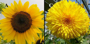 sunflower-varieties