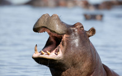 hipopotamos-3