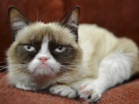 grumpy cat
