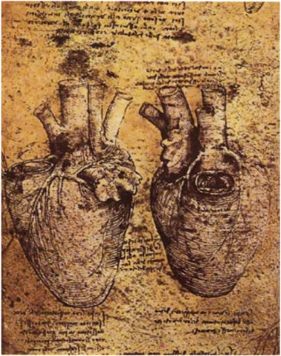 leonardo-da-vinci-anatomy.6