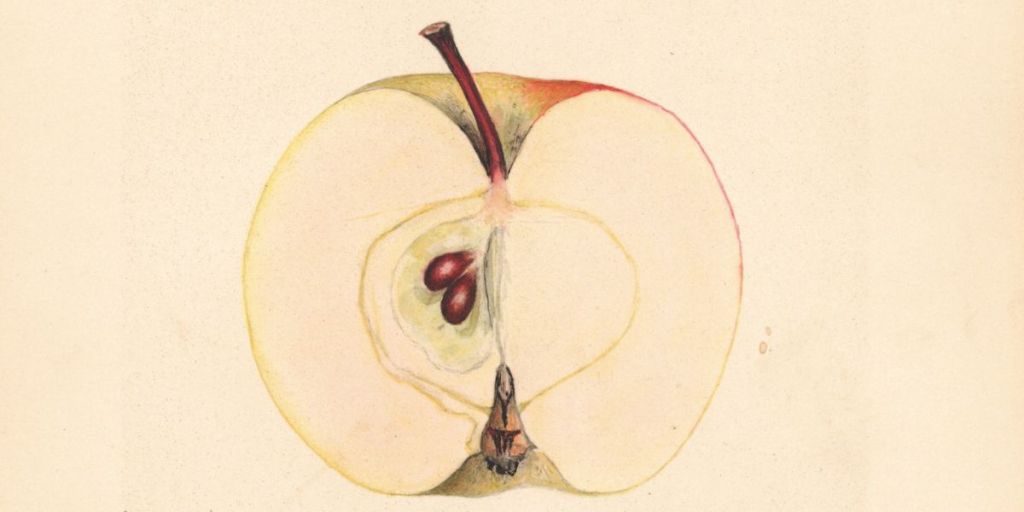Ilustração botânica científica de uma maçã cortada ao meio, revelando as sementes e o núcleo.