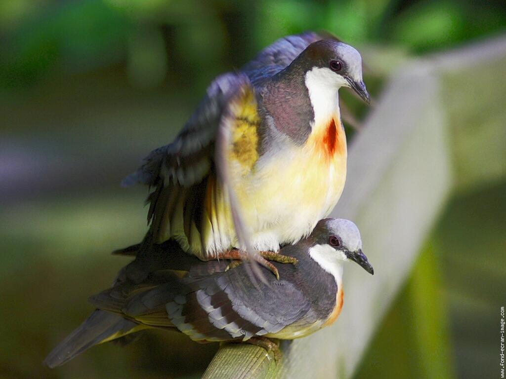 galeriemembreoiseaucolooe6