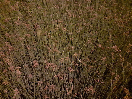 Uma fotografia aproximada de vegetação rasteira ou gramíneas altas com pequenas flores secas sob iluminação noturna ou âmbar.