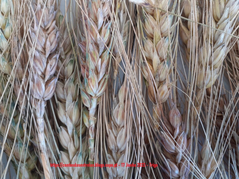 foto blog1 trigo.jpg