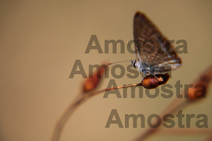 IMG_5158 Borbuleta A Amostra.JPG.png