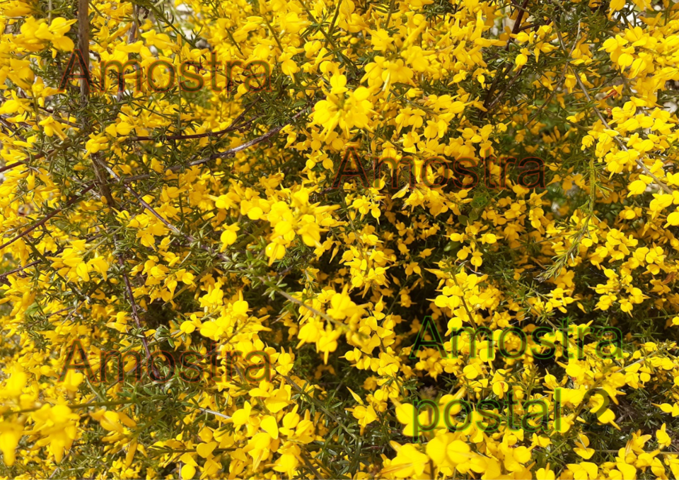 postal2 com marca.png