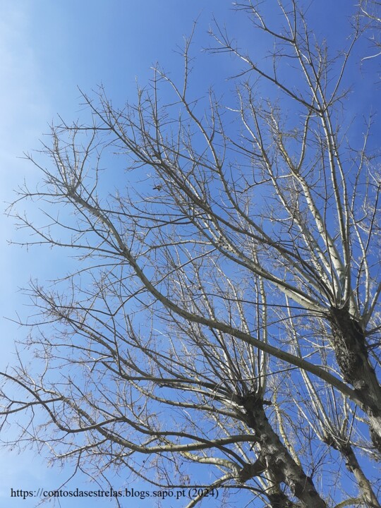 arvore melro.jpg