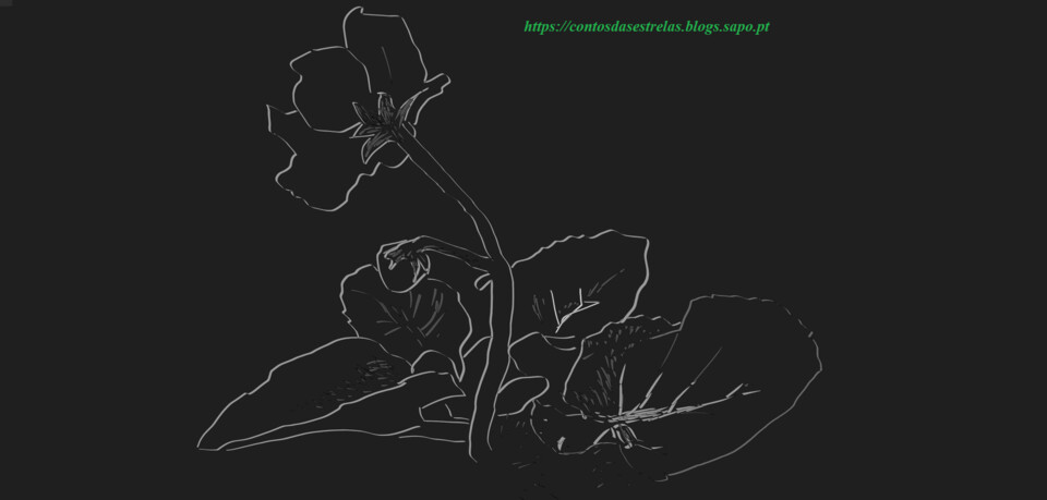 flor fundo preto1.bmp